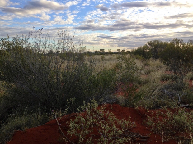 brush area